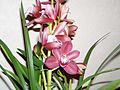 Le cymbidium offert par ma fille pour mon Naniv en 2006