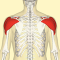Deltoid muscle. Posterior view.