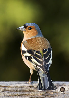 Vienke (Fringilla coelebs)