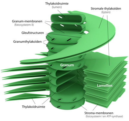 Granumstructuur. Het leidende model voor de structuur van grana is een stapel thylakoïden die verbonden zijn door spiraalvormige stromale thylakoïden. Zij wikkelen rond de thylakoïd-stapels en verbinden alle grana in de chloroplast.[7]