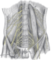 Links wurde der Psoas major reseziert und die darunterliegenden Nerven des Plexus lumbalis dargestellt. Rechts ist der auf dem Psoas major liegende N. genitofemoralis eingezeichnet.