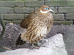 Himalayan Monal (female) at Birdworld, Farnham