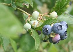 Vue rapprochée de fruits aux baies rondes bleu-gris.