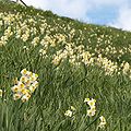 ニホンズイセン Narcissus tazetta L. var chinensis