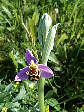 Ophrys apifera.