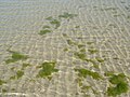 Rumpai laut di pesisir pantai Teluk Kemang, Port Dickson, Negeri Sembilan.