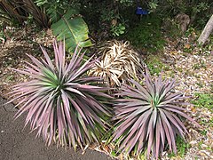 Yucca desmetiana