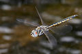 Tau Emerald in flight (at Dragonfly), by Fir0002