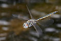 Image 15A tau emerald (Hemicordulia tau) dragonfly has flight muscles attached directly to its wings. (from Insect flight)