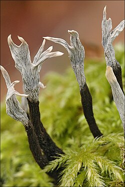 Xylaria hypoxylon