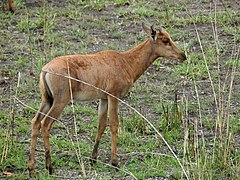 Parc national Kruger, Afrique du Sud.