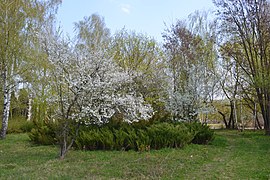 Плодові дерева