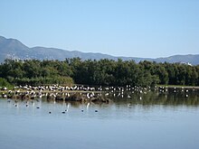 Garsa Imperial als aiguamolls de l' Empordà