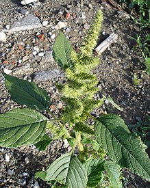 Amaranthus hybridus