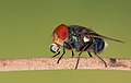 Image 25Numerous species of Calliphoridae or blow fly commonly known as Green bottle fly are found in Bangladesh. The pictured specimen was photographed at Baldha Garden, Dhaka. Photo Credit: Azim Khan Ronnie