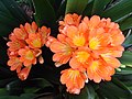 ウケザキクンシラン（園芸上で一般的なクンシラン）Clivia miniata