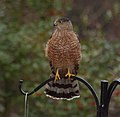 Cooper’s hawk