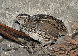 Almindelig vagtel, Coturnix coturnix