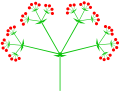 Dreifachdolde, ein Tribotryum