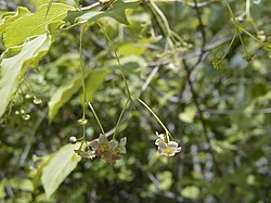 Euonymus oxyphyllus