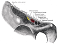 Relación con ligamento inguinal.