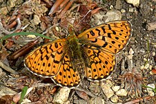 Rødlig perlemorsommerfugl Boloria euphrosyne