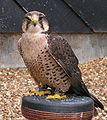 Lanner Falcon