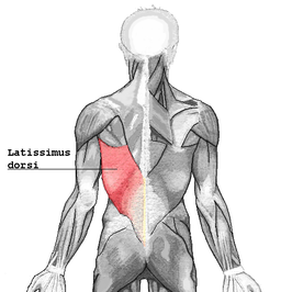 Musculus latissimus dorsi