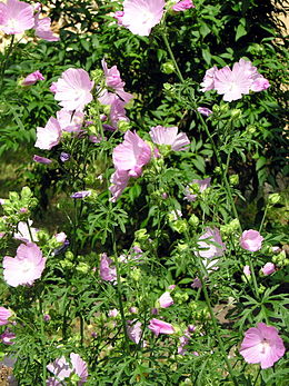 Aukštoji dedešva (Malva alcea)