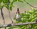 Image 4Marsh wren singing at Hammonasset Beach State Park