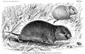 Small mammal drawing from 1900 textbook