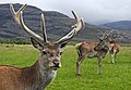 24. Gímszarvasok (Cervus elaphus) barkás aganccsal a skót Glen Torridonban (javítás)/(csere)