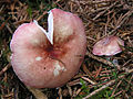 !!Russula betularum!!