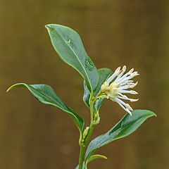 Description de l'image Sarcococca Hookeriana 25-01-2020. (d.j.b). 05.jpg.