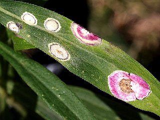 Galls on Solidago altissima