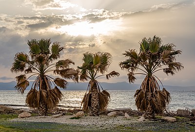 Drie palmbome teen sononder, Ayia Marina Chrysochous, Paphos-distrik, Siprus.