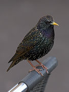 Toulouse - Sturnus vulgaris - 2012-02-26 - 3