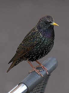 Sturnus vulgaris