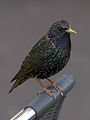 Star (Sturnus vulgaris)