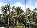 Taken in Southern Leyte, Philippines where a tuba gatherer climb the coconut tree to harvest some tuba.