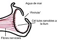 Miniatura per a la versió del 02:01, 9 des 2006