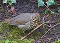 Laulurästas (Turdus philomelos)