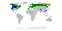 Distribución; amarelo: cría; verde: residente; azul: inverno.