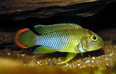 Apistogramma nijsseni