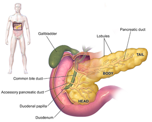 Pancreas anatomy