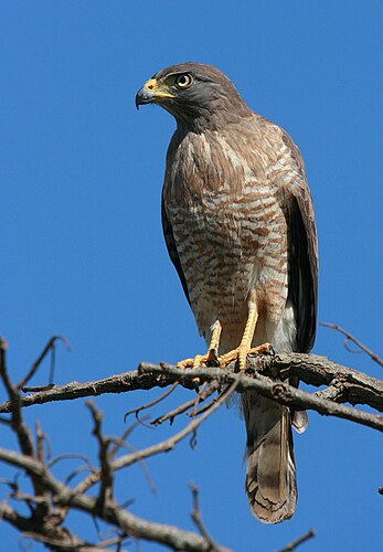 Канюк большеклювый (Buteo magnirostris)