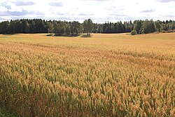 Akershus wheatfield in September 2012