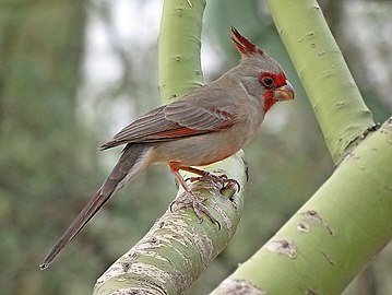 Cardinalis sinuatus