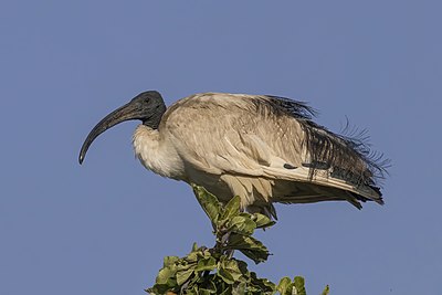 'n Skoorsteenveër (Threskiornis aethiopicus) by Hora-Dambal, Ethiopië.