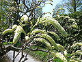 Wisteria floribunda